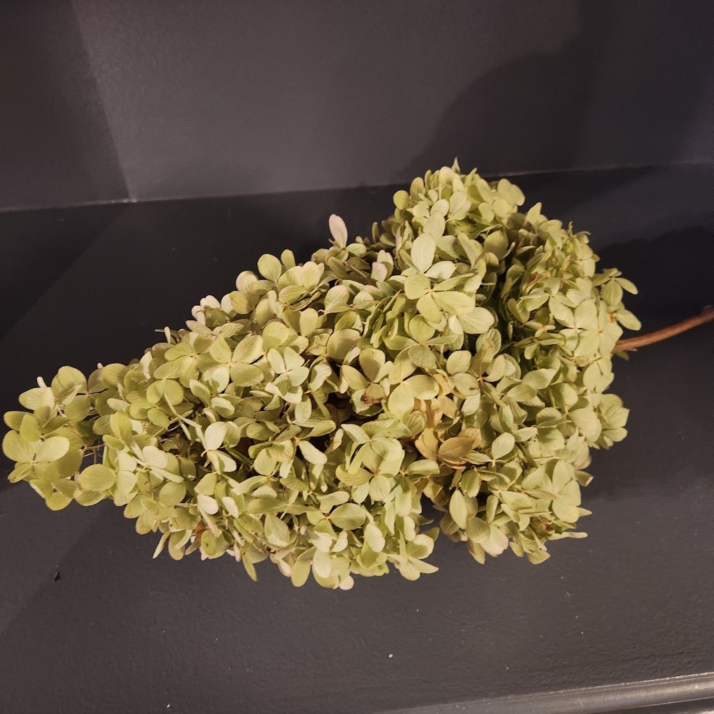 One Real Fragile 14 Inch Lime Light Bloom